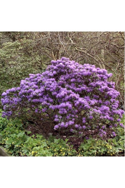 Рододендрон Грістед 